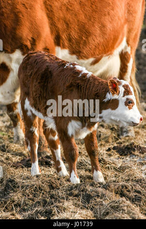 Tourné à la verticale verticale d'une jeune vache en extérieur dans un champ avec sa maman. Banque D'Images