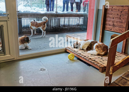 Saint Bernard chiens adultes en élevage chenil, Martigny, Suisse Banque D'Images