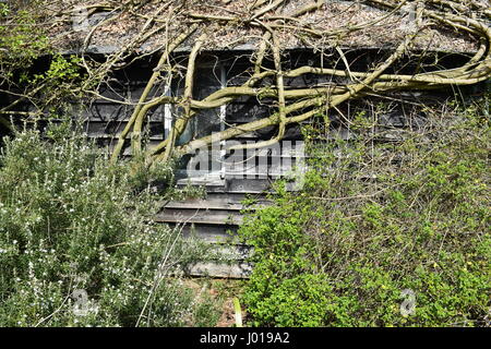 Bardage Bois à l'ancienne fenêtre, et des plantes grimpantes arbustes wisteria. Banque D'Images