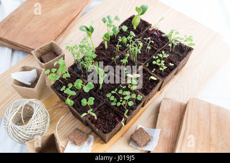 Rangées de jeunes plants frais d'Herbes et légumes dans des pots de tourbe Banque D'Images