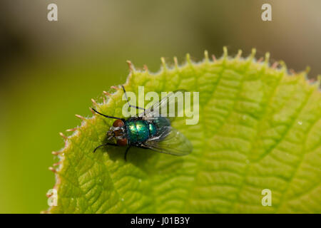 La mouche bleue verte avec des gouttelettes d'eau de rosée sur le corps se réchauffer dans le soleil du printemps sur une feuille de la plante de kiwi Banque D'Images