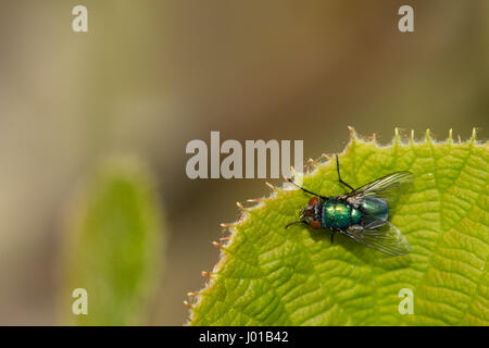 La mouche bleue verte avec des gouttelettes d'eau de rosée sur le corps se réchauffer dans le soleil du printemps sur une feuille de la plante de kiwi Banque D'Images