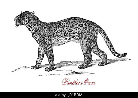 Le Jaguar (Panthera onca) est un big cat, un félin dans le Panthera genre, et est le seul Panthera espèces indigènes de l'Amérique. Le Jaguar est le troisième plus grand félin après le tigre et le lion Banque D'Images