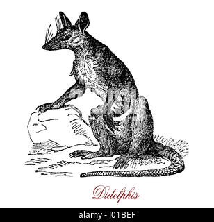 Le Didelphis, communément connu sous le nom de grand-américain, de l'opossum est cat animal omnivore de taille moyenne, et est reconnue à sa queue préhensile et la tendance à 'jouer' possum (feindre la mort) s'il est piégé. Banque D'Images