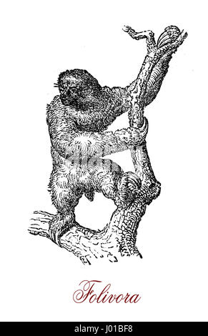 La paresse (folivora) est un mammifère arboricole connu surtout pour son apparente la paresse, bien que dans des situations d'urgence il peut se déplacer avec une rapidité surprenante. Banque D'Images