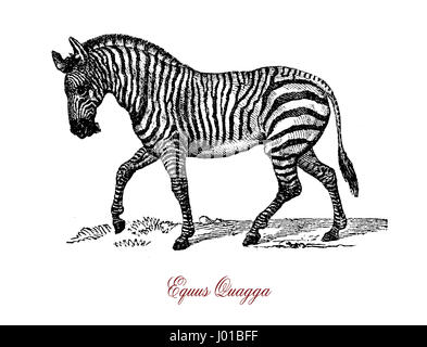 Le zèbre des plaines (Equus quagga) est la plus courante et répandue géographiquement de zebra.Il s'étend du sud de l'Éthiopie, en Afrique de l'Est à aussi loin au sud que le Botswana et l'Afrique du Sud. Banque D'Images