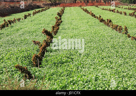 Les terres agricoles de la vallée des vignes avec terra rosa rouge sol, Lliber, Marina Alta, province d'Alicante, Espagne Banque D'Images