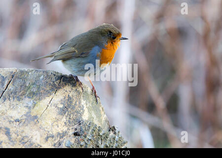 Robin redbreast sitting on rock couvert de lichens Banque D'Images