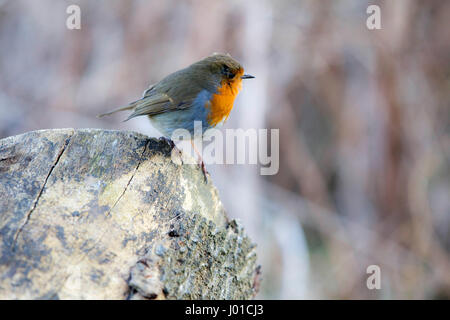 Robin redbreast sitting on rock couvert de lichens Banque D'Images