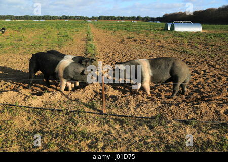 Les porcs Saddleback britannique à l'extérieur de l'aire, Suffolk, Angleterre, RU Banque D'Images