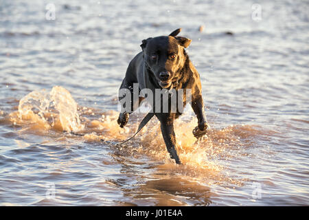 Chien échappé exécute gratuitement dans la mer avec son avance s'éclabousser dans l'eau Banque D'Images