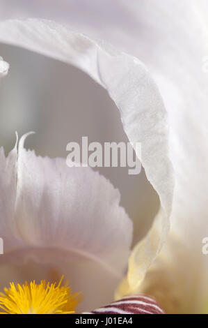 Fleur Iris macro shot fragment orientation locale Banque D'Images