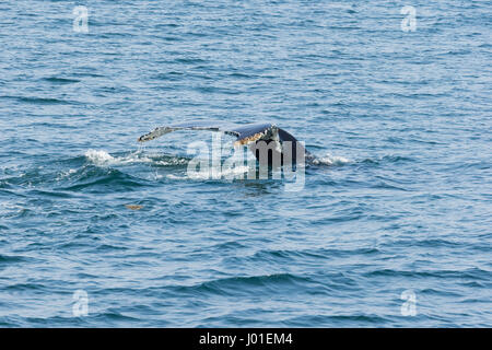 Baleine à bosse (Megaptera novaeangliae) agite sa queue hors de l'eau de Fluke (USA) Banque D'Images