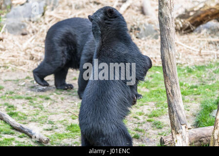 L'ours noir européen debout sur ses pattes de derrière Banque D'Images