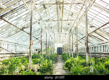 La culture de plantes dans la vieille serre. Banque D'Images