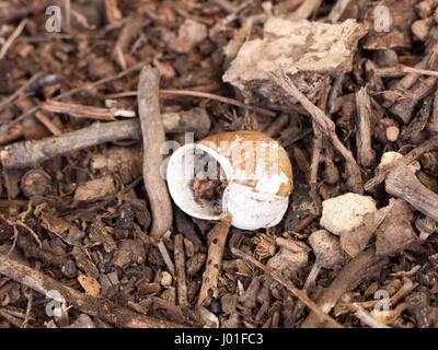 Une coquille d'escargot vide et jetés sur le plancher de la forêt avec des morceaux de brindilles et les roches Banque D'Images