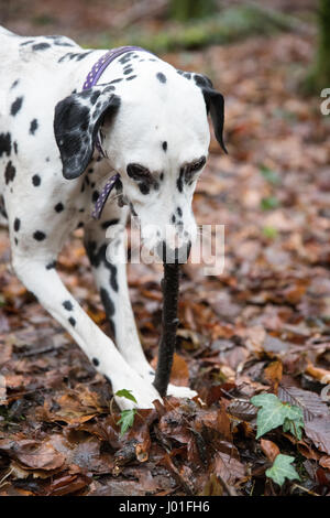 Chien dalmatien s'amusant à jouer avec un stock dans la forêt, le port d'un collier Banque D'Images