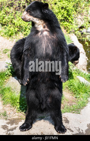 L'ours noir européen debout sur ses pattes de derrière Banque D'Images