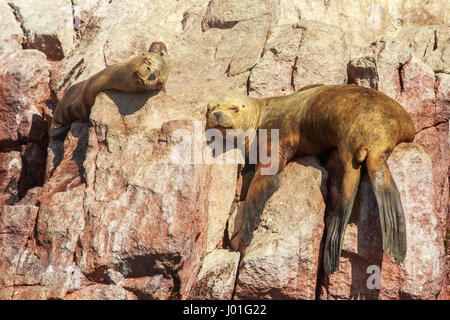 Deux joints ayant une sieste sur les rochers à l'île de Ballestas, parc national de Paracas, Pérou Banque D'Images