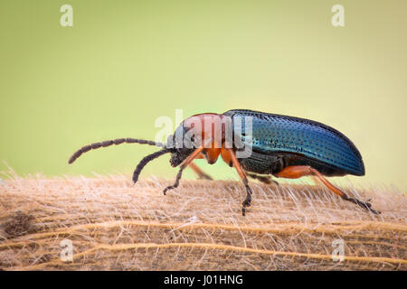 Grossissement extrême - bleu métallique bug, Meloidae Banque D'Images