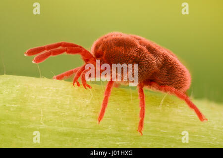 Grossissement extrême - Red Velvet, Trombidiidae Mite Banque D'Images