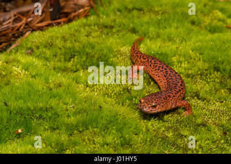 Une Salamandre rouge monter sur un lit de mousse en Géorgie Banque D'Images