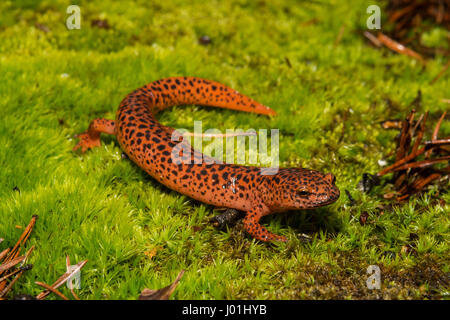 Une Salamandre rouge monter sur un lit de mousse en Géorgie Banque D'Images