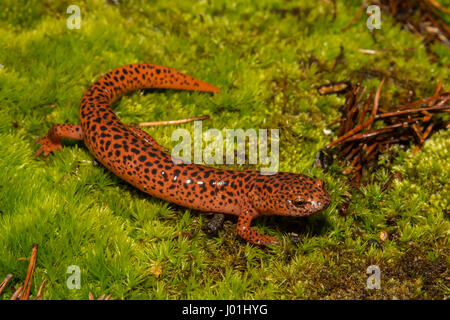 Une Salamandre rouge monter sur un lit de mousse en Géorgie Banque D'Images