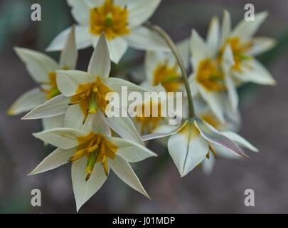 Tulipa turkestanica, la tulipe turkestan Banque D'Images