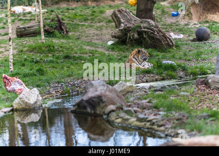 Tigre de Sibérie avec une carcasse animale détente au soleil Banque D'Images