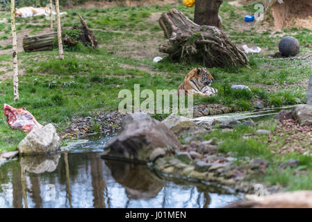 Tigre de Sibérie avec une carcasse animale détente au soleil Banque D'Images