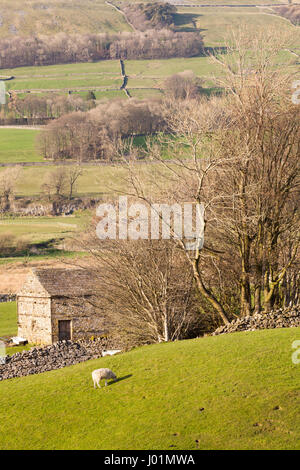 Un bâtiment de ferme en pierres situé dans le pâturages vallonnés des Yorkshire Dales Banque D'Images