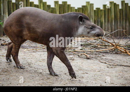 Portrait de tapir d'Amérique du Sud Tapirus terrestris () Banque D'Images