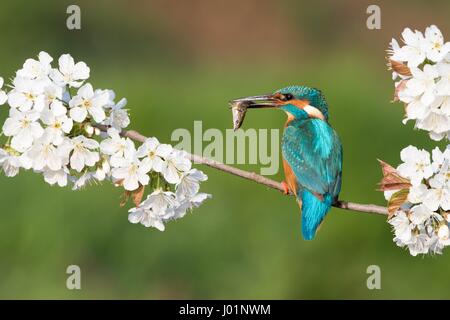 Kingfisher (Alcedo atthis), homme assis avec des poissons capturés sur la floraison, le merisier (Prunus avium), Hesse, Allemagne Banque D'Images