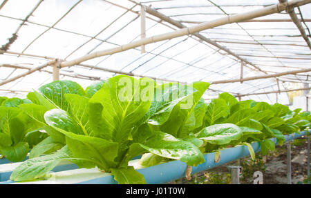 Légumes hydroponiques est plantée dans un jardin Banque D'Images