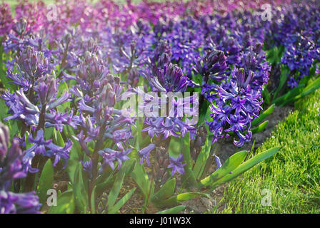 (Jacinthe Hyacinthus) bleu et violet de la croissance dans le parterre. Banque D'Images