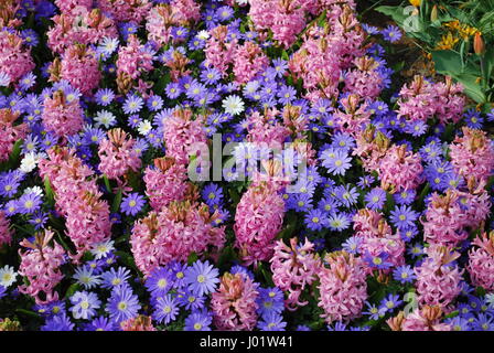 Anemone Blanda Anémone bleue tons de bleu. Un tapis d'anémones à fleurs  bleu, Grecian Windflowers Windflowers d'hiver sous les arbres Photo Stock -  Alamy