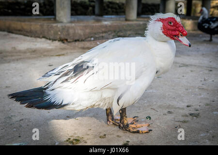 Le canard domestique, les canards blancs, nourri naturellement canards Banque D'Images