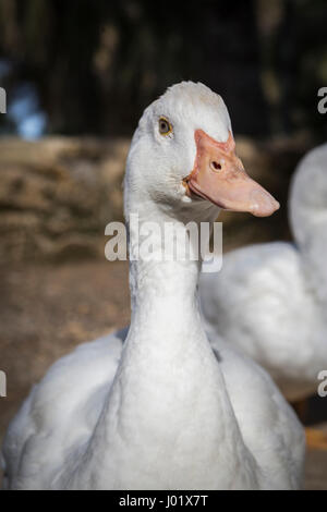 Le canard domestique, les canards blancs, nourri naturellement canards Banque D'Images