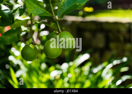 Citrons d'Eureka mûrissant (citris limon) suspendus d'un citronnier d'arrière-cour dans un jardin de Sydney, en Australie Banque D'Images