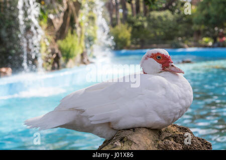 Le canard domestique, les canards blancs, nourri naturellement canards Banque D'Images