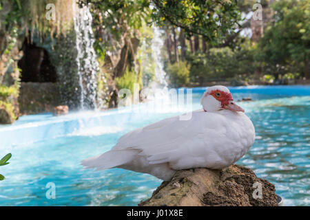 Le canard domestique, les canards blancs, nourri naturellement canards Banque D'Images