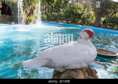 Le canard domestique, les canards blancs, nourri naturellement canards Banque D'Images