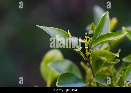 Les jeunes fruits kumquat vert poussant sur un arbre d'arrière-cour à Sydney Banque D'Images