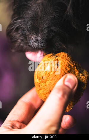 Un chien noir en prenant une collation de récompenser une main d'homme. Banque D'Images