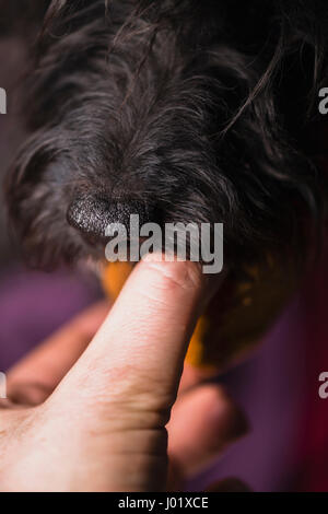 Un chien noir en prenant une collation de récompenser une main d'homme. Banque D'Images