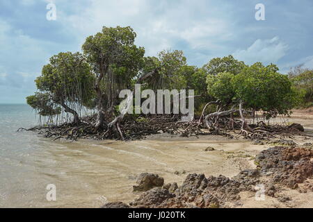 Arbre généalogique des mangroves sur le littoral, de la côte ouest de la Grande Terre, l'île de Nouvelle Calédonie, du Pacifique sud Banque D'Images