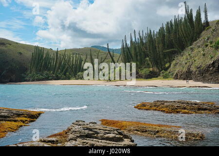 Nouvelle Calédonie côte, plage avec des pins araucaria dans la baie aux Tortues, Bourail, Grande Terre, l'île du Pacifique sud Banque D'Images