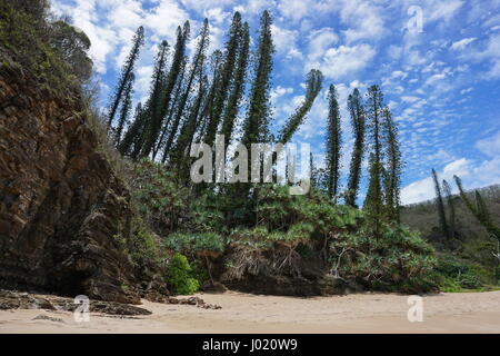 Nouvelle Calédonie pines et pandanus sur une plage privée dans l'Bourail, Grande Terre, l'île du Pacifique sud Banque D'Images