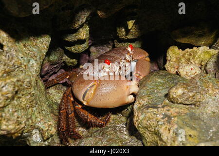 Un rock aux yeux rouges, crabe Eriphia sebana sous les roches sur le bord de la mer, l'île de Huahine, Pacifique, Polynésie Française Banque D'Images